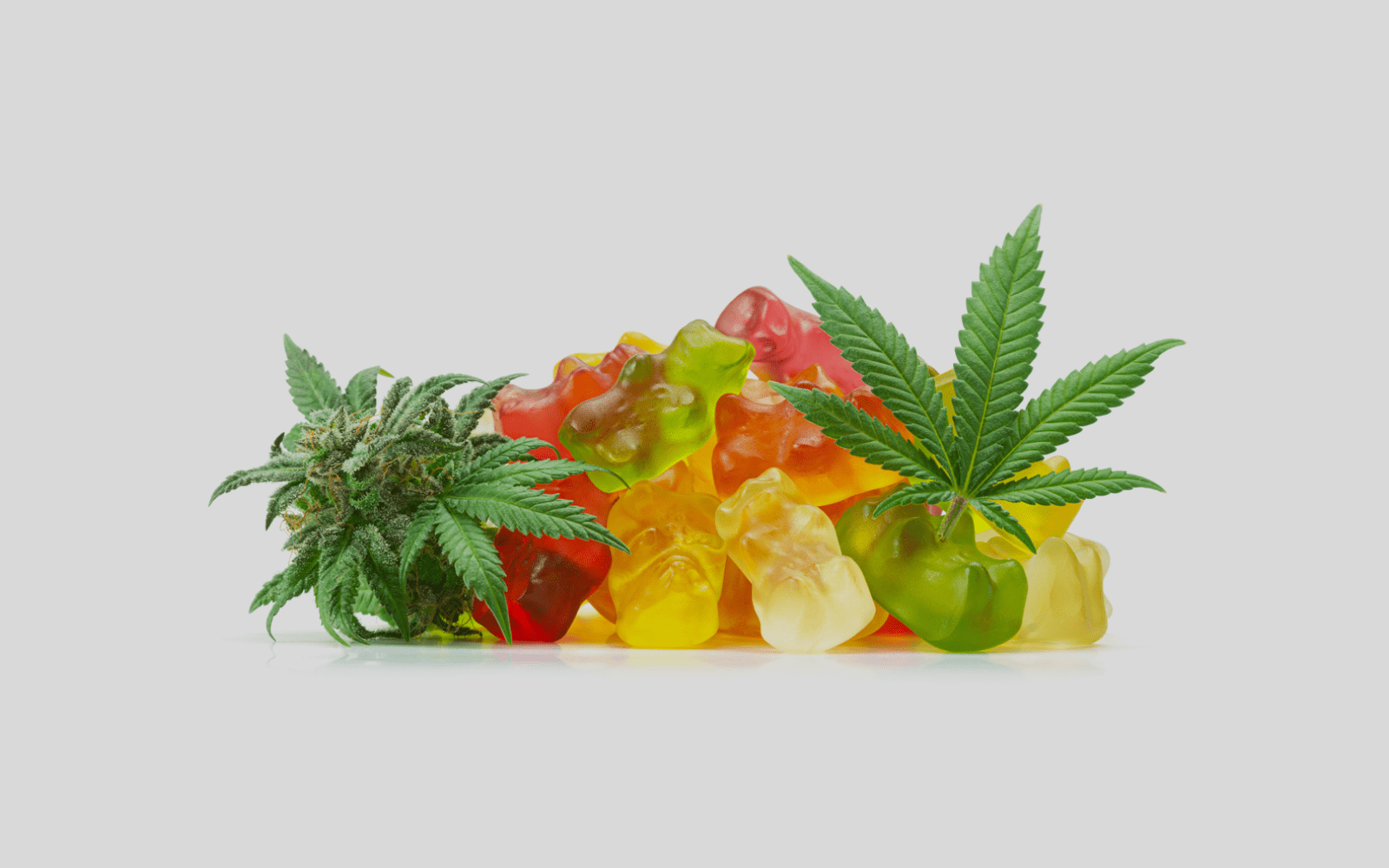 Primary Banner